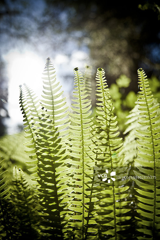 鹿和铁角蕨图片素材