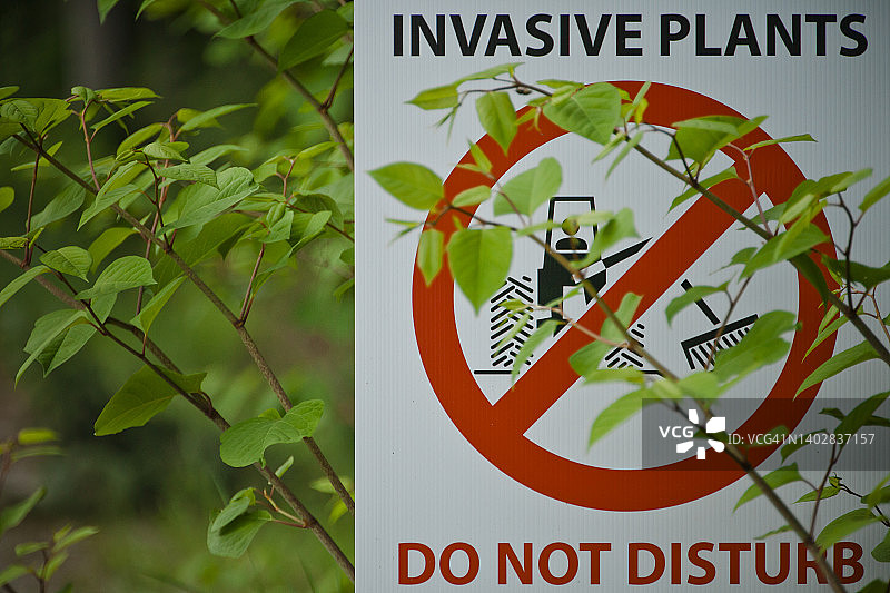 虎杖部分覆盖了入侵植物标志图片素材