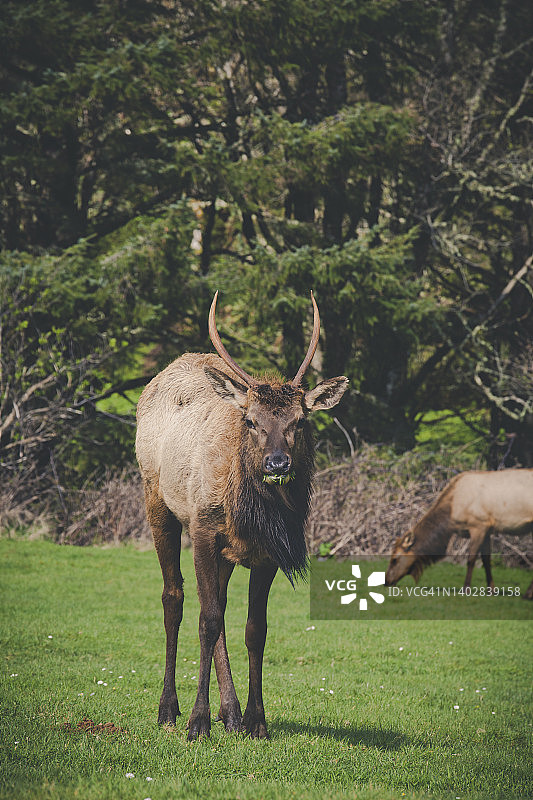 在埃科拉州立公园觅食的北美驯鹿图片素材