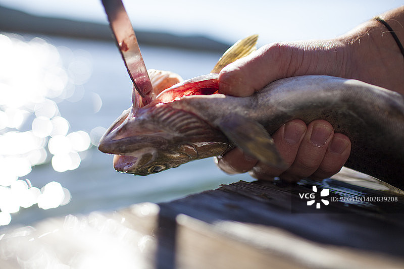 渔夫处理虹鳟鱼图片素材