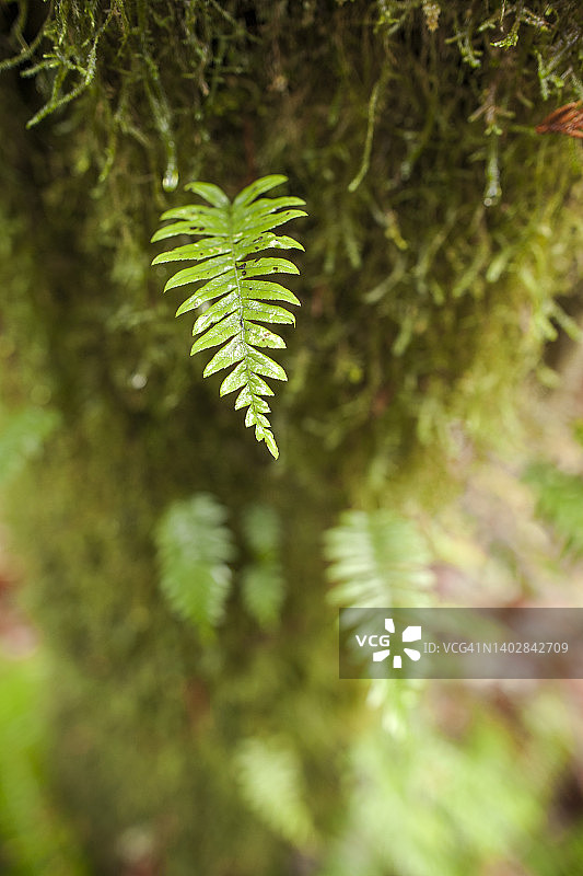 甘草蕨图片素材