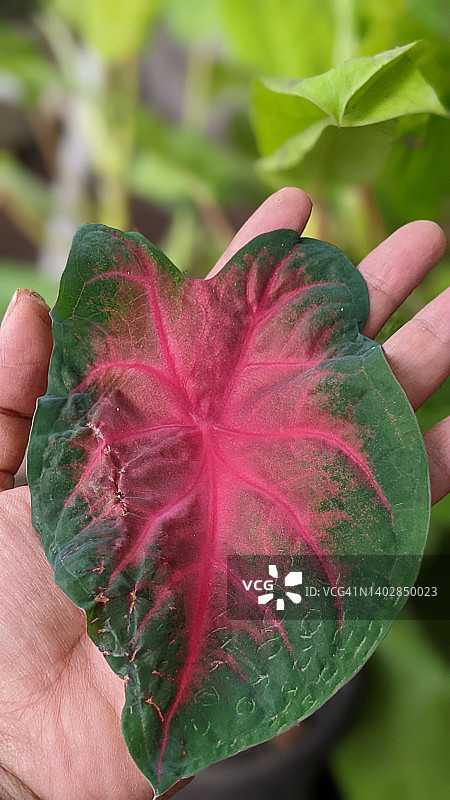 花叶芋叶图片素材