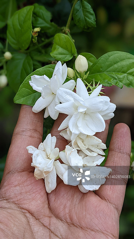 茉莉花图片素材