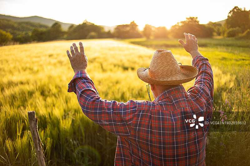 今年小麦丰收图片素材