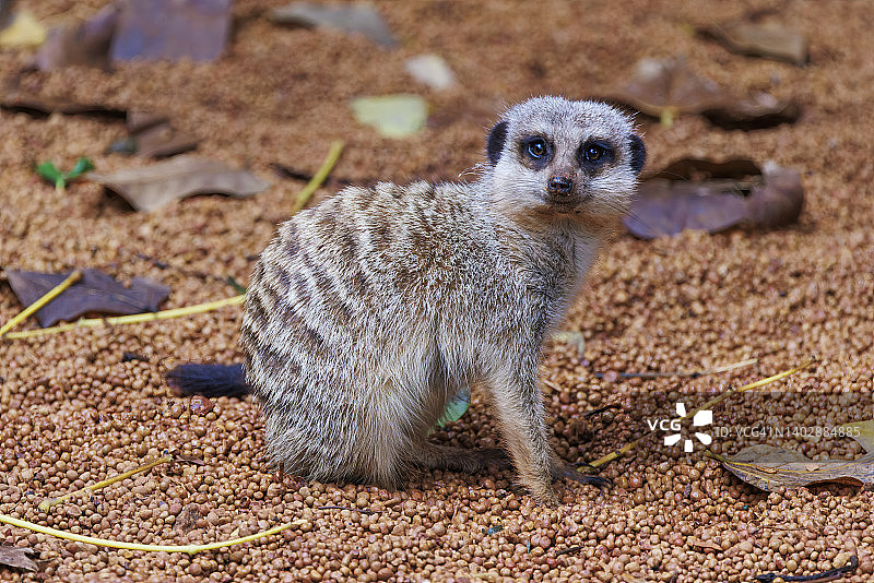 狐獴的特写肖像照片图片素材