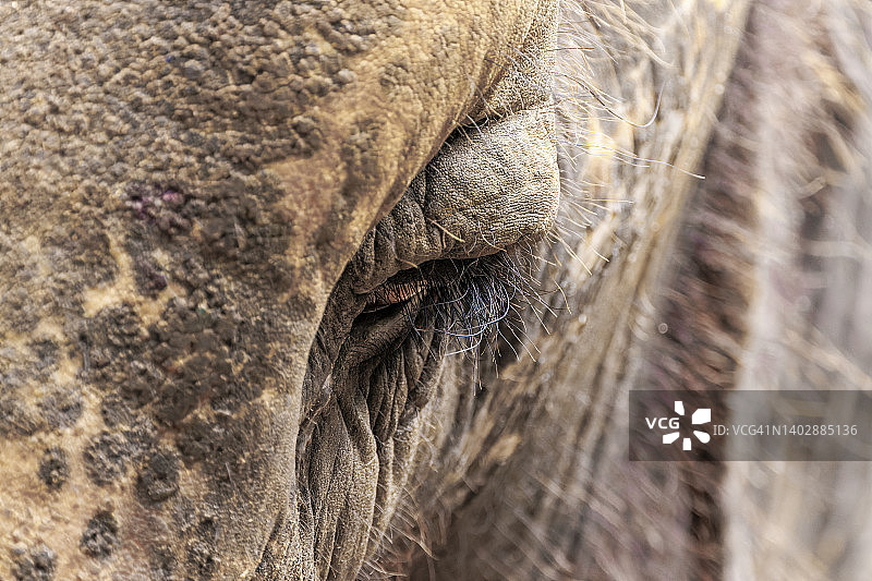大象眼睛的正面特写图片素材