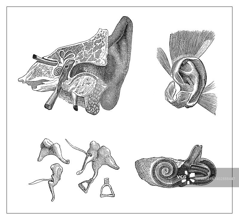 古老的人类耳朵解剖雕刻插图图片素材