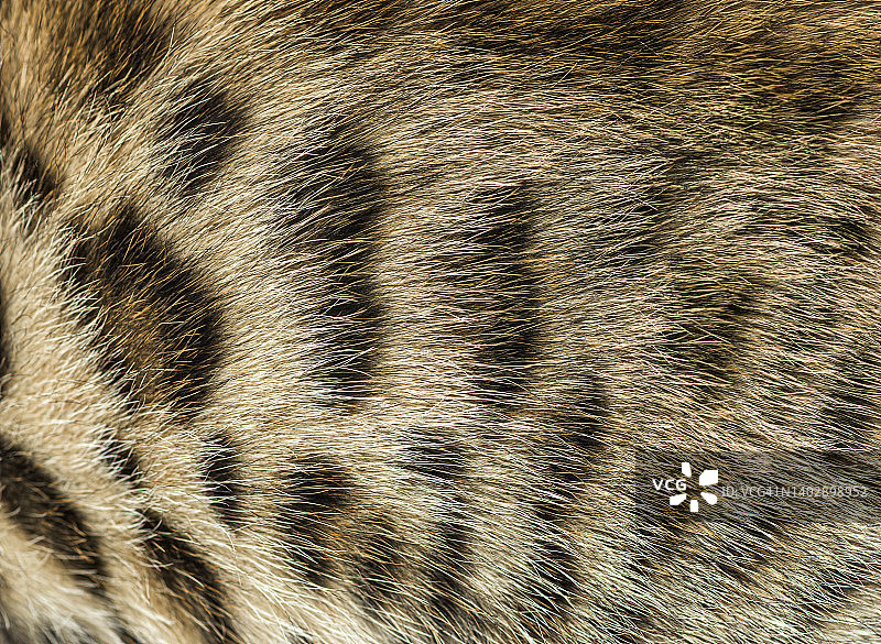 孟加拉猫皮毛特写，动物背景图片素材