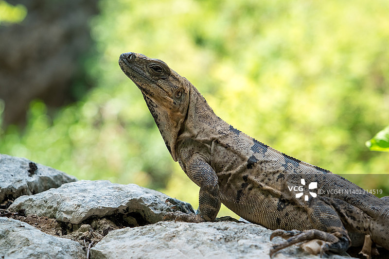 野生蜥蜴特写图片素材