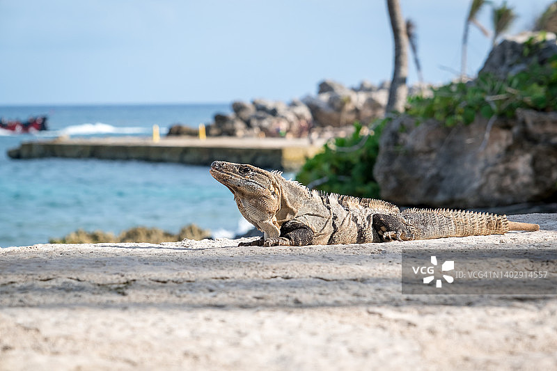 野生蜥蜴特写图片素材