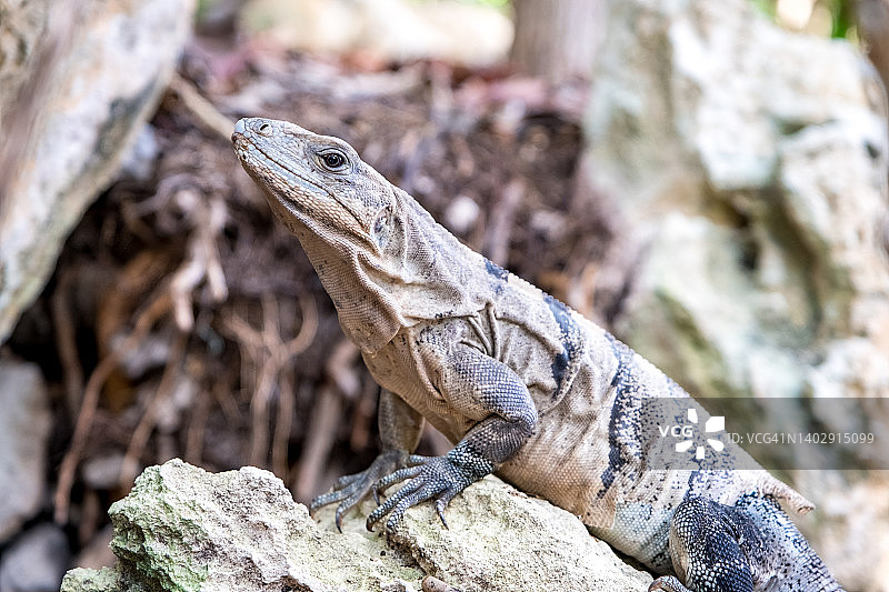 野生蜥蜴特写图片素材