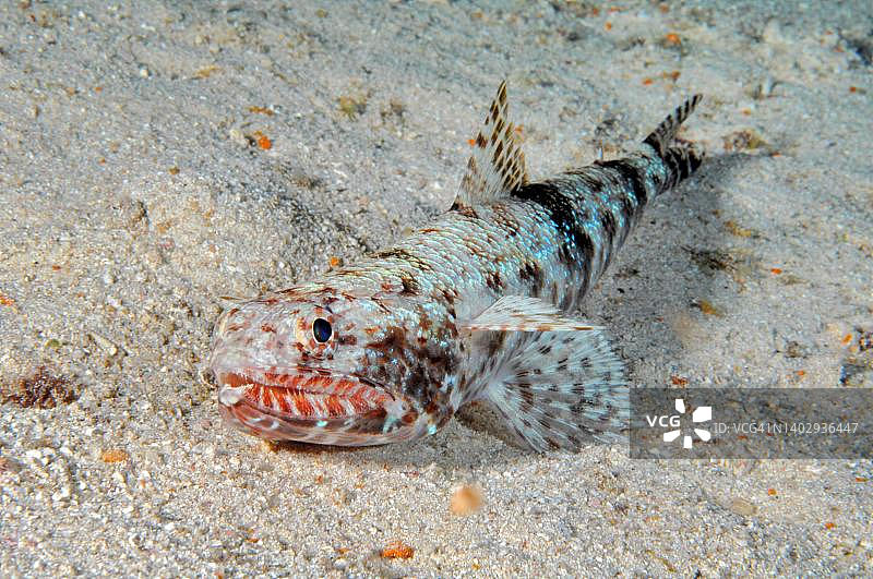 斑驳蛇鲻躺在苏丹红海的沙质海底图片素材