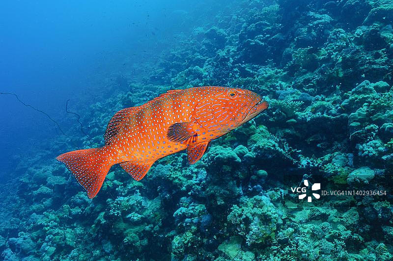 豹纹鳃棘鲈，红海，苏丹图片素材