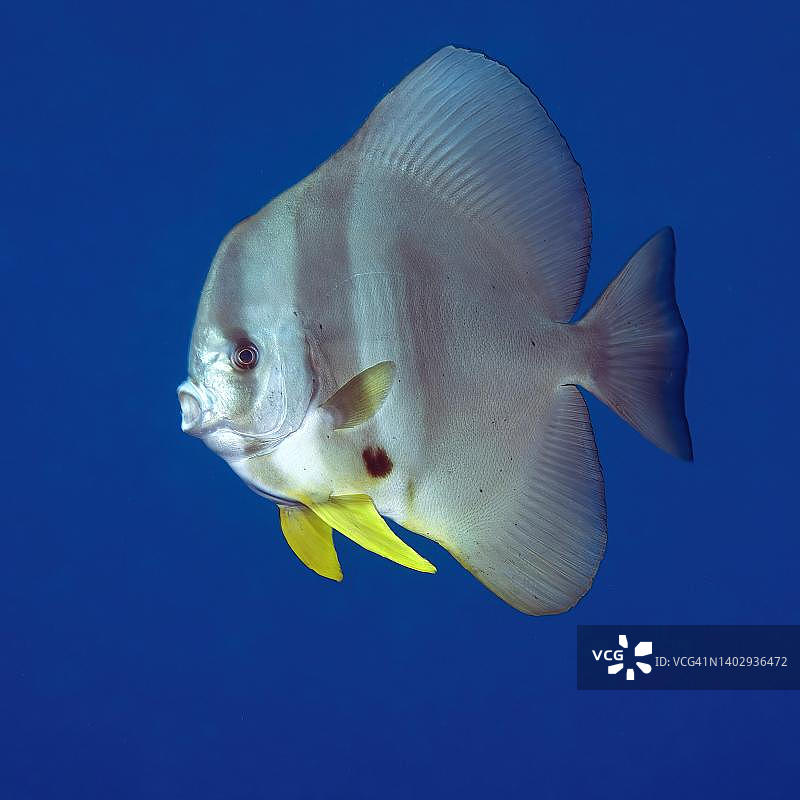 圆头蝙蝠鱼，太平洋，巴厘岛，印度尼西亚图片素材