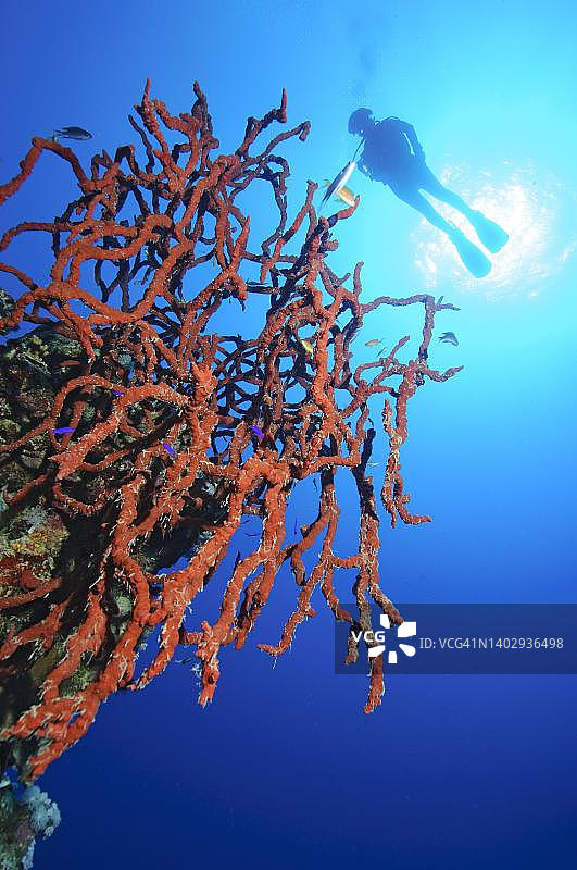 有毒红色指状海绵，红海，埃及马萨阿拉姆图片素材