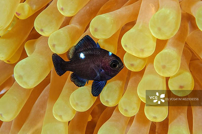 红海，苏丹：三点白雀鲷幼鱼与大地毯海葵共生图片素材