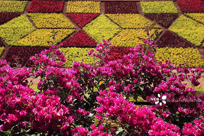 热带花园：蒙特宫热带花园，九重葛，葡萄牙马德拉图片素材