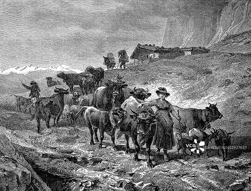 阿尔卑斯山牧场秋季赶牛场景（1870年，奥地利）图片素材