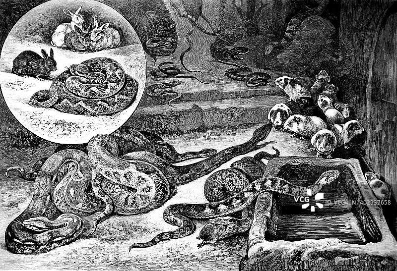 1878年德国柏林水族馆中的蛇进食场景（历史照片，19世纪原版数字修复）图片素材