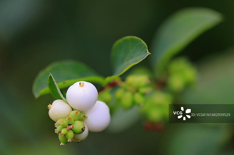德国巴登-符腾堡州忍冬科植物图片素材