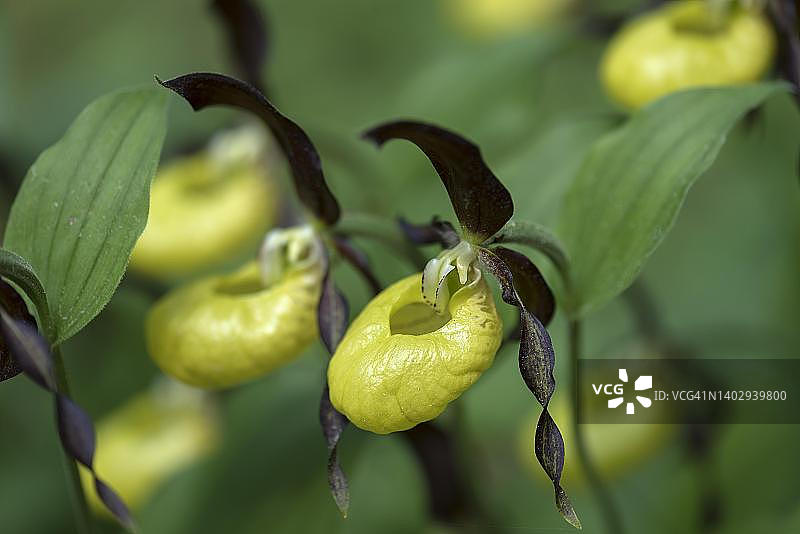 巴伐利亚杓兰图片素材