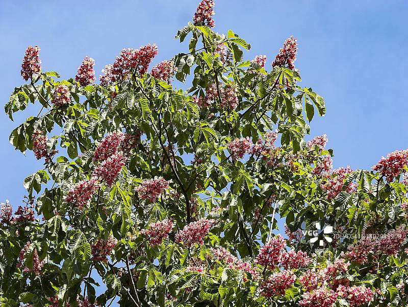 德国北莱茵-威斯特法伦邦的红花七叶树图片素材