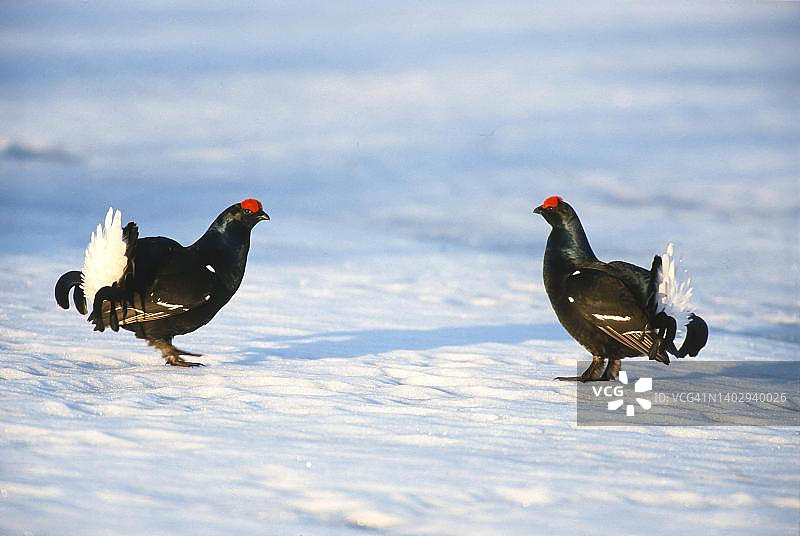 雪地里交配的黑琴鸡(Tetrao tetrix)，瑞典哈姆拉国家公园图片素材