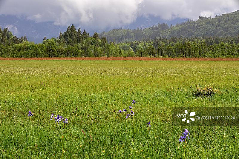西伯利亚鸢尾花图片素材