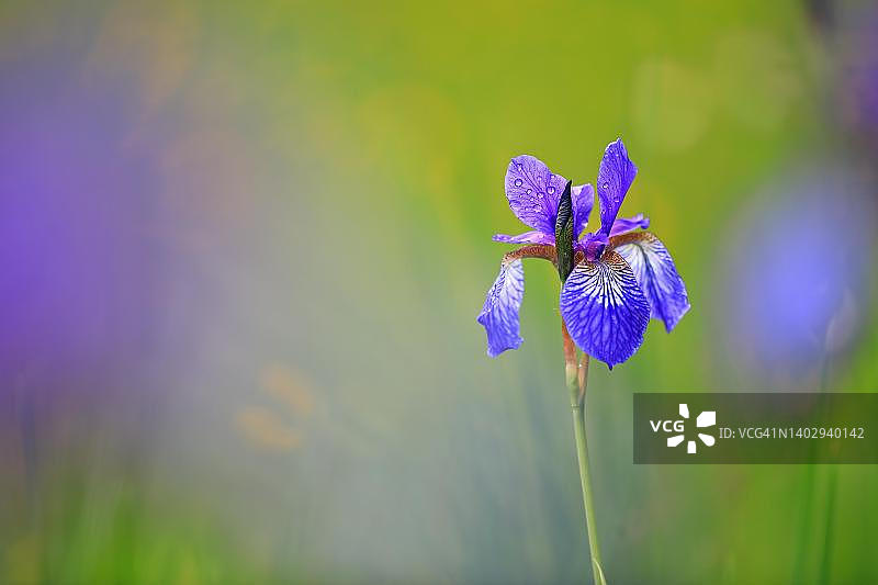 德国巴伐利亚的西伯利亚鸢尾花图片素材