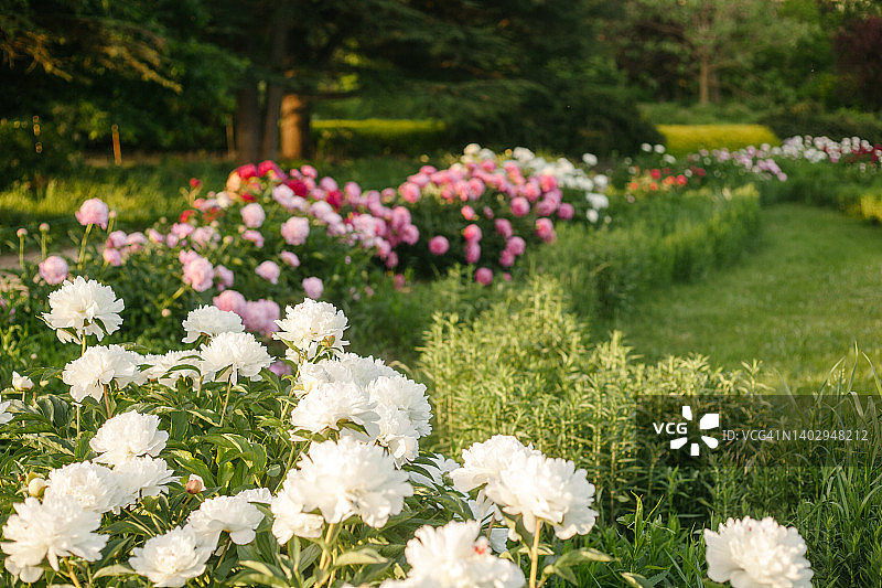 阳光明媚的夏日观赏花园，白色、粉色和红色牡丹花，绿色草坪景观设计图片素材