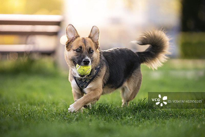 狗在玩球图片素材