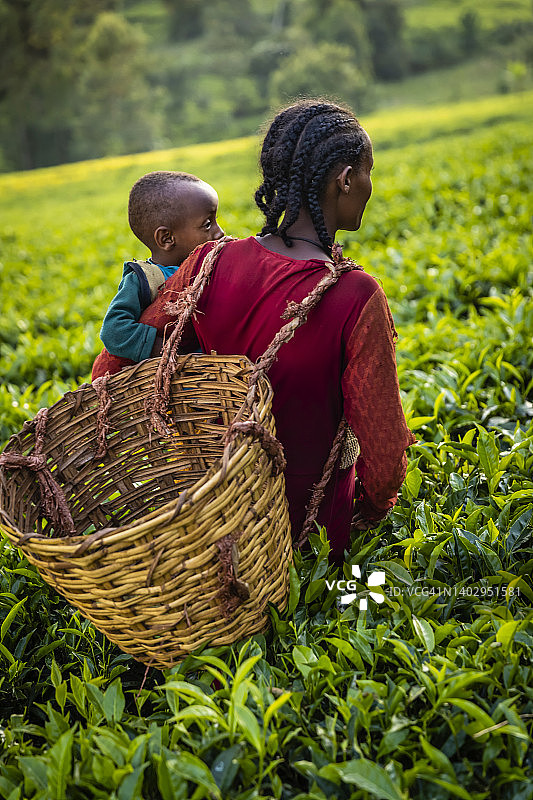抱着婴儿穿越茶叶种植园的年轻非洲母亲，埃塞俄比亚中部图片素材