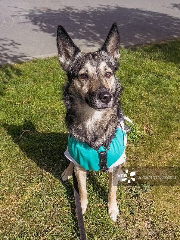 腹部手术后穿着恢复服的混种犬图片素材