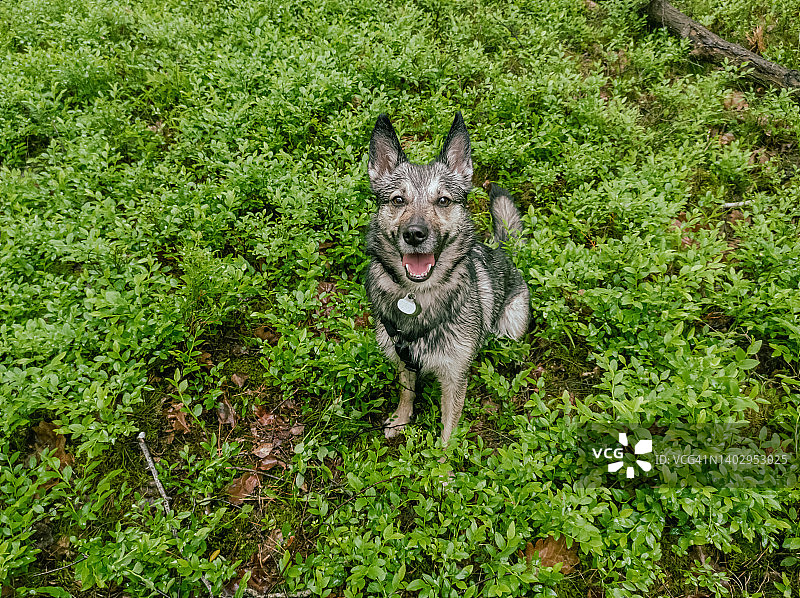 坐在森林蓝莓植物中的混种犬图片素材