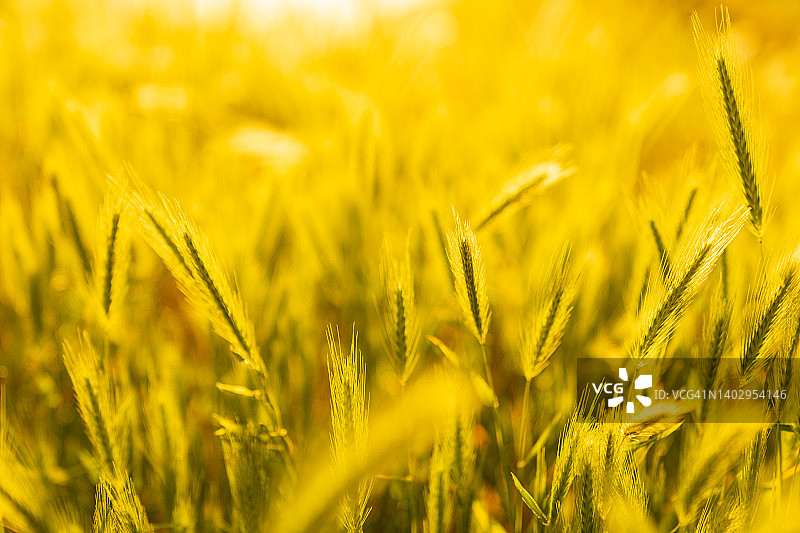 阳光明媚的麦田，麦穗特写背景图片素材