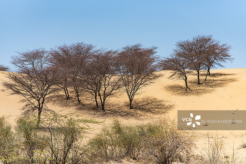 印度拉贾斯坦邦斋沙默尔图片素材