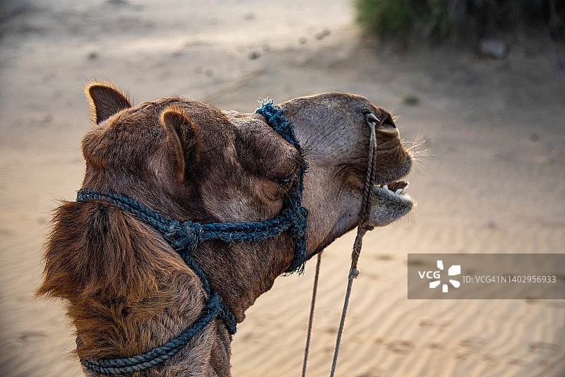 印度拉贾斯坦邦斋沙默尔图片素材