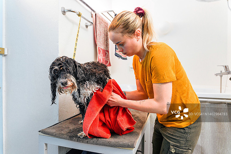 宠物美容院里用毛巾擦干的狗图片素材