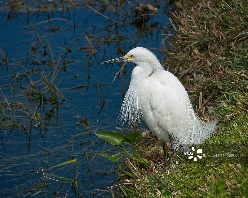雪鹭在水道中觅食图片素材