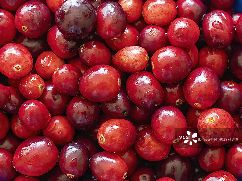 新鲜蔓越莓图片素材