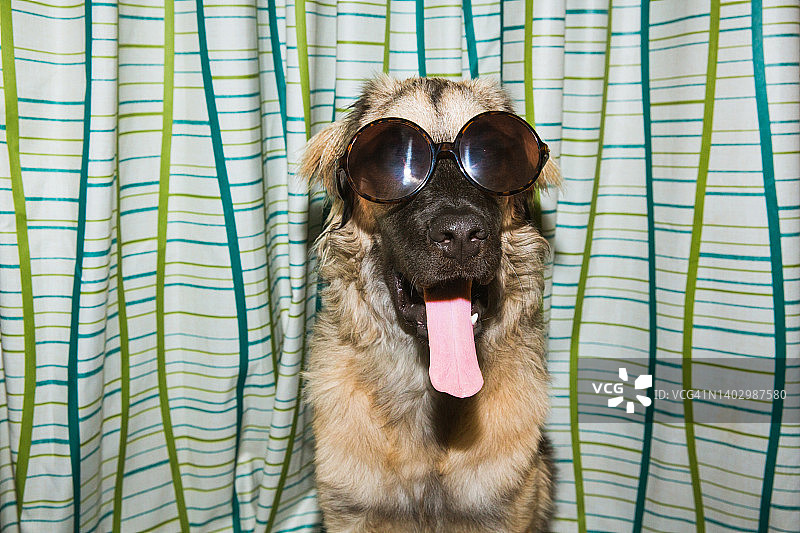 戴着太阳镜吐舌头的滑稽狗图片素材
