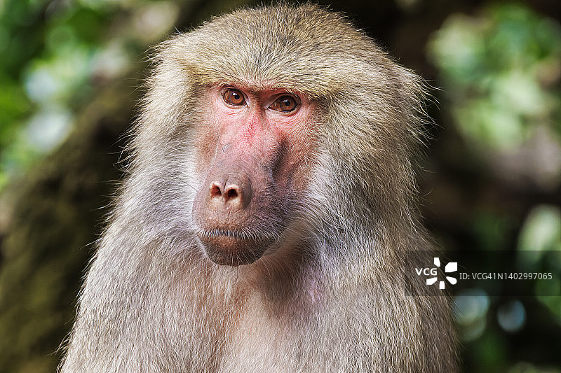 狒狒头部特写图片素材