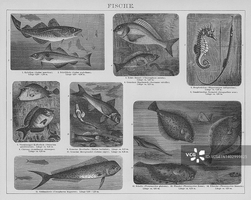 鱼类复古雕刻插图图片素材