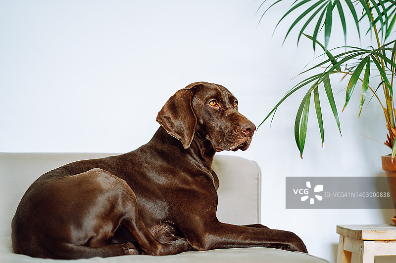 棕色德国短毛指示犬躺在灰色沙发上图片素材