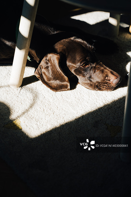 疲惫的棕色德国短毛指示犬躺在室内桌子下方的光亮方格地板上图片素材
