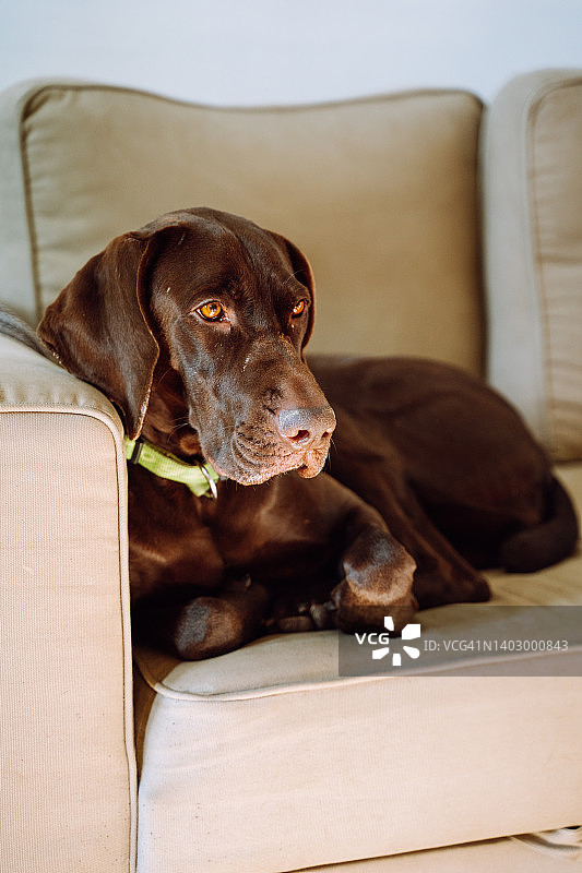 棕色德国短毛指示犬，戴着项圈，躺在室内灰色沙发上图片素材