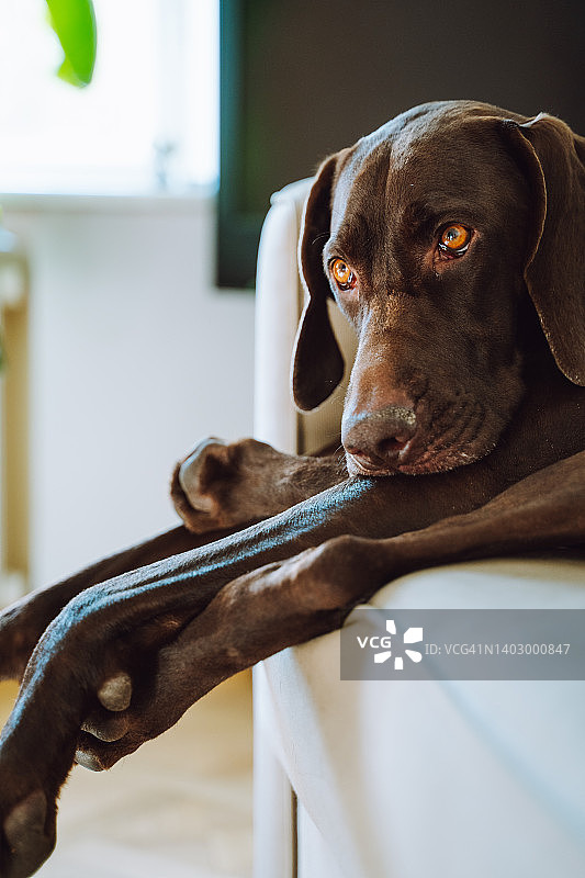 棕色德国短毛指示犬躺在灰色沙发上，看向远方图片素材