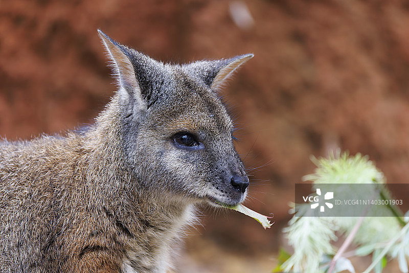 塔玛袋鼠的头部特写图片素材