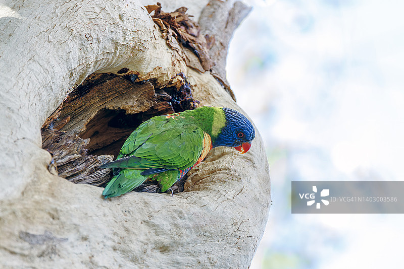 坐在树巢前的彩虹鹦鹉图片素材