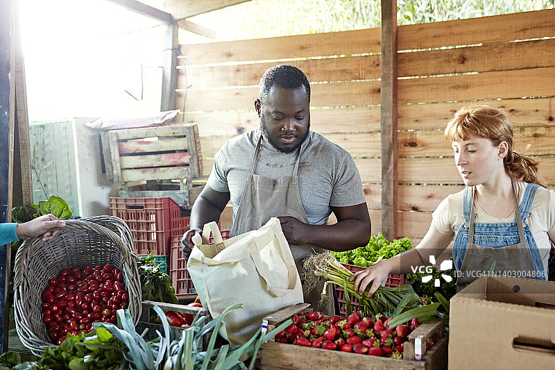 农场工人整理采摘的水果和蔬菜图片素材